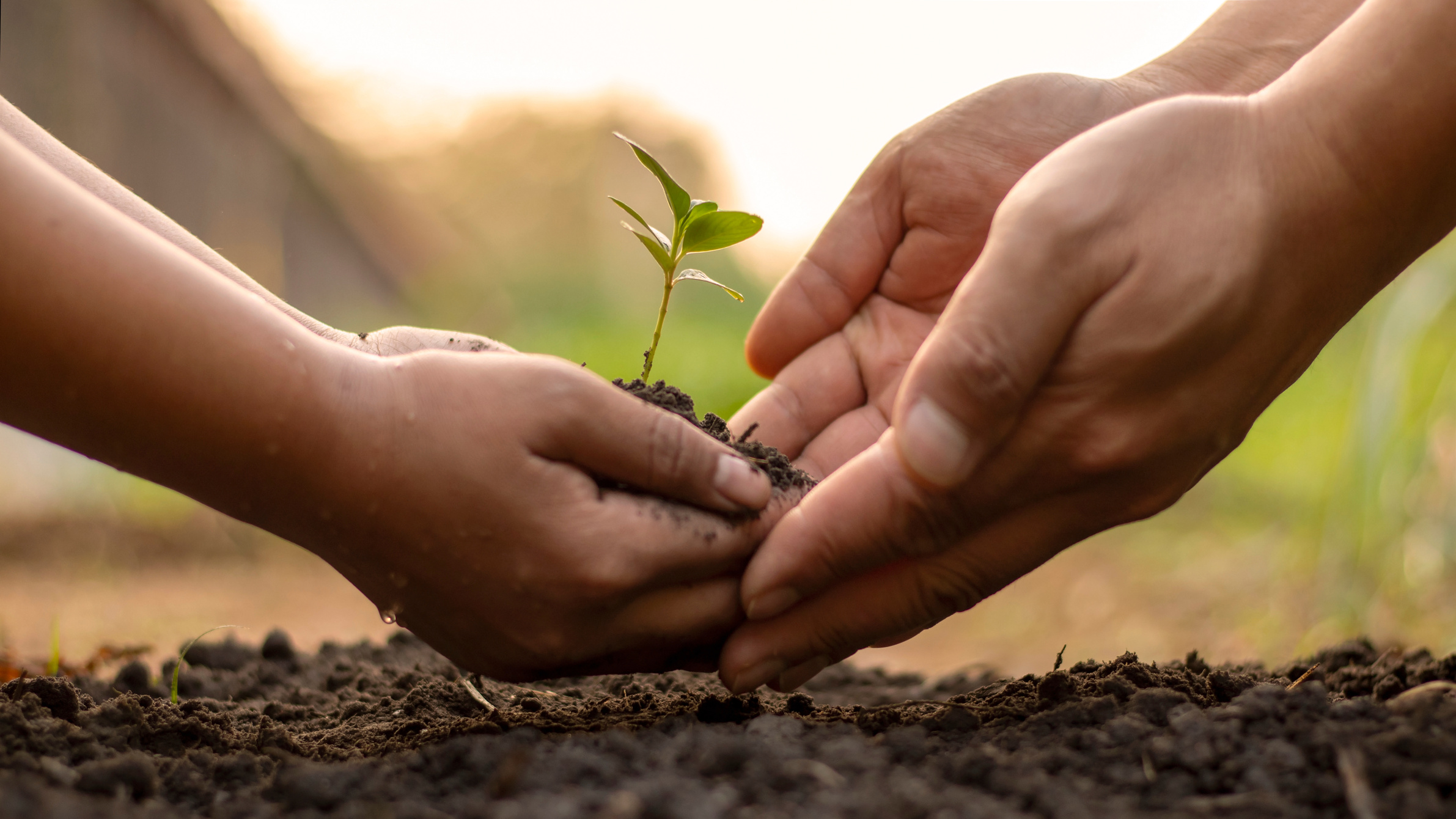 Child and Adult Planting a Sprout